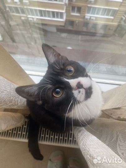 Кот на вязку