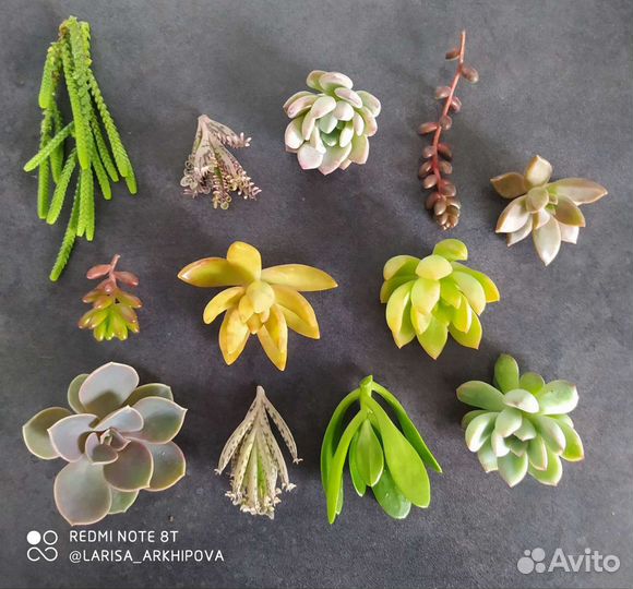 Наборы черенков суккулентов