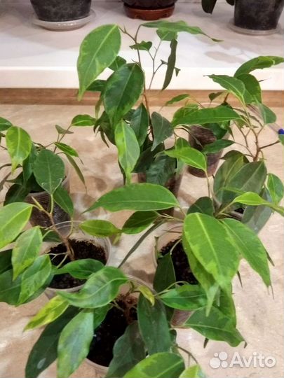 Фикус бенджамина