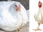 Цыпленок бройлерный Росс-308 возраст 45 дней
