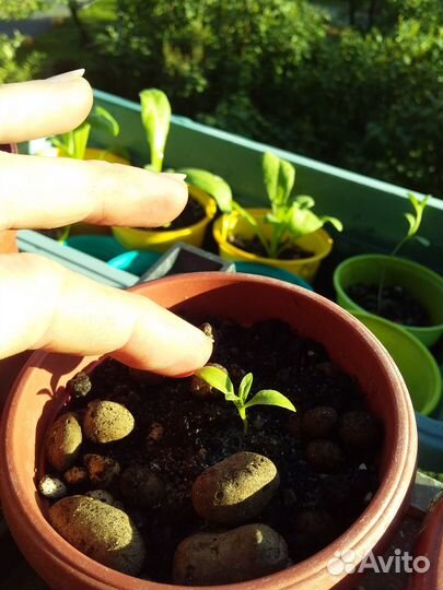 Рассада многолетних цветов