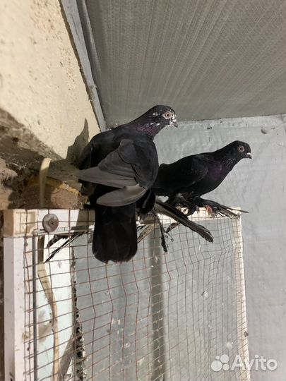 Продажа голубей