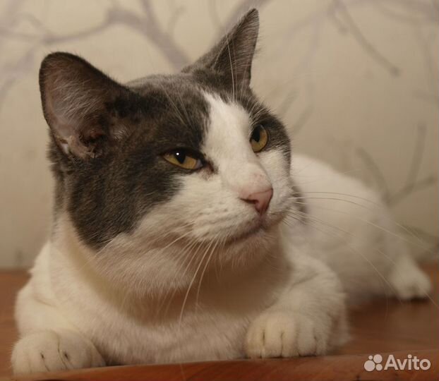 Серо-белый кот британец (метис) Чарли, кастрат