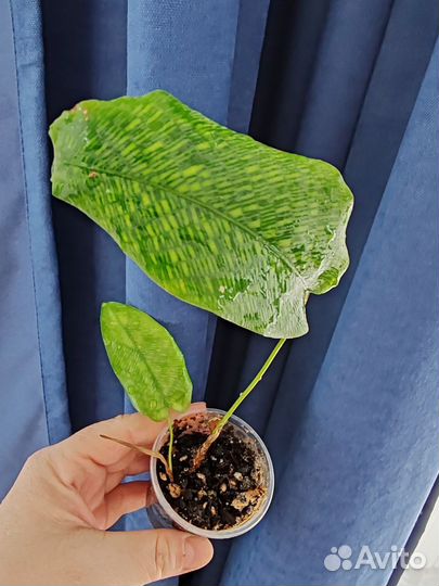 Калатея нетворк