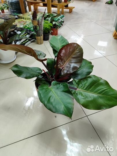 Замиокулькас Равен Зензи, Замифолия, Филодендрон