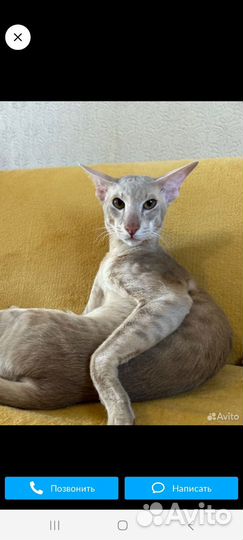 Котята Орики
