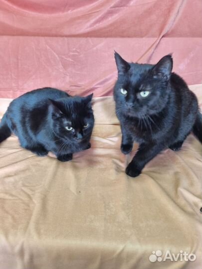 Кошки в добрые руки бесплатно