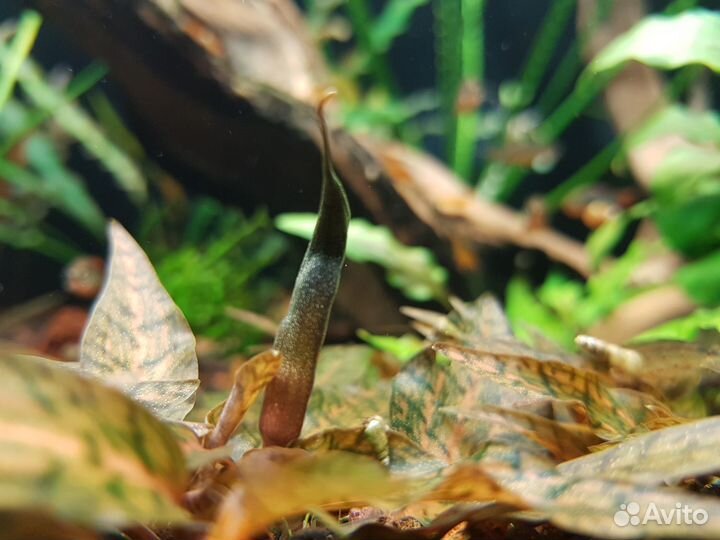 Аквариумные растения (криптокорины и др.)