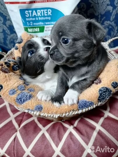 Щенки чихуахуа