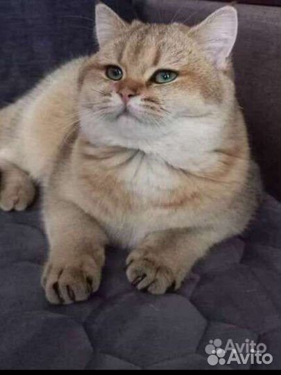 Шотландский котёнок