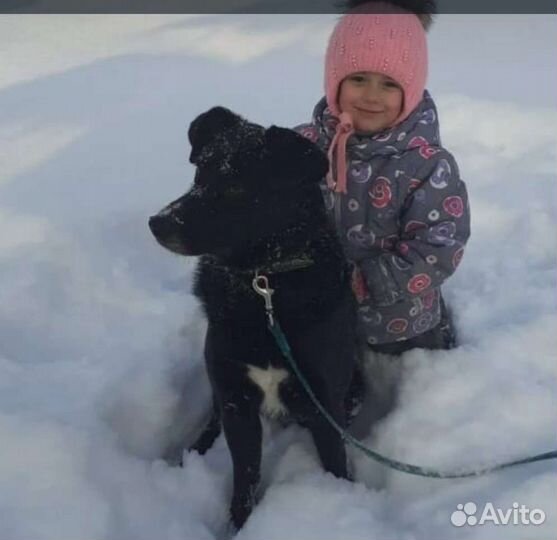 Передержка + свободный выгул собак, грызунов