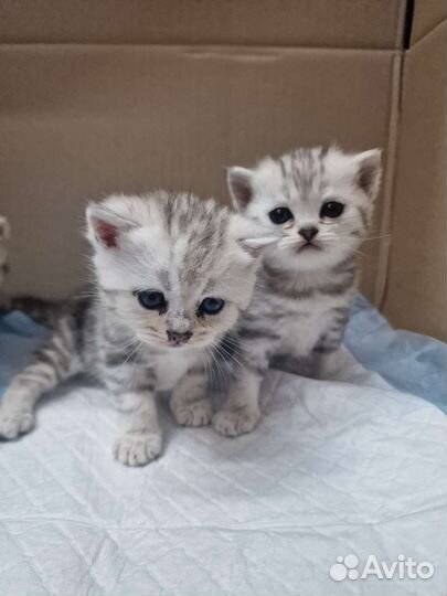 Шотландские котята