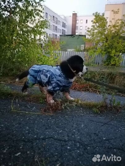 Комбинезон на собаку. Для щенка крупных пород