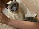 Сиамская кошка в добрые руки
