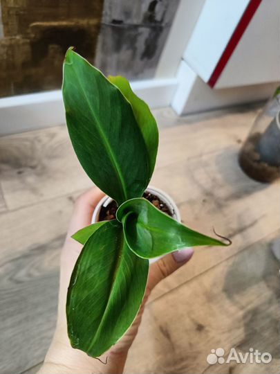 Банан комнатный