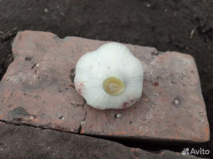 Чеснок на посадку