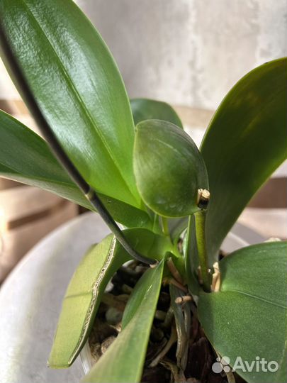 Орхидея фаленопсис