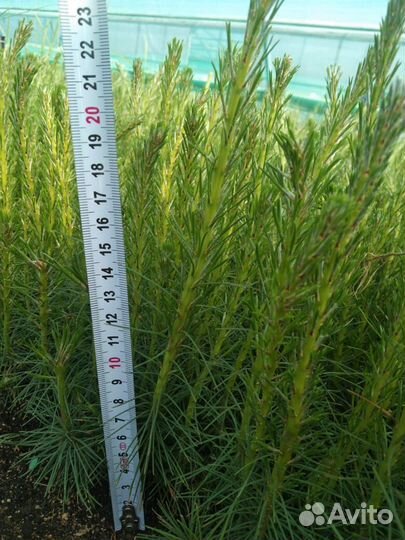 Сеянцы сосны зкс