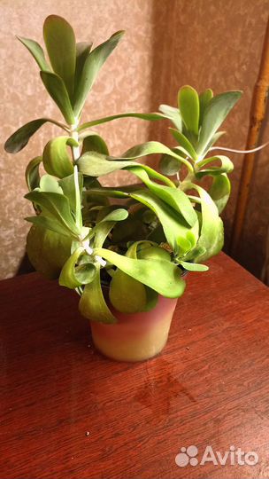 Каланхоэ трисифлора