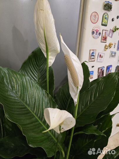 Спатифиллум Себастьяно Sweet Sebastiano