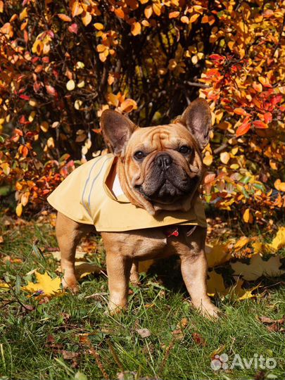 Плащ-дождевик для собак - Манго