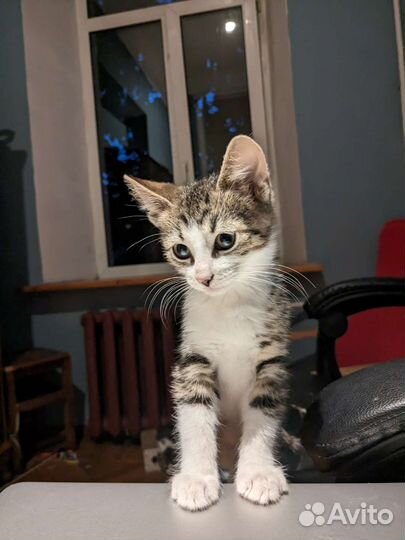 Котенок мальчик в добрые руки