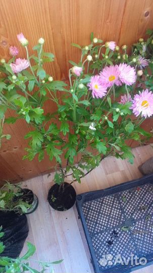 Барвинок и хризантима