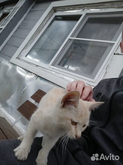 Котята в добрые руки бесплатно