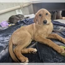 Русская гончая, щенок