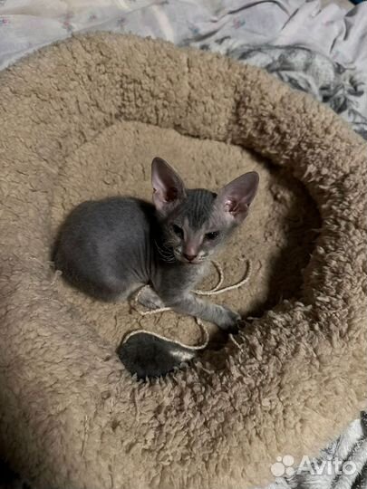 Донской сфинкс котята