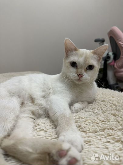 Кошки