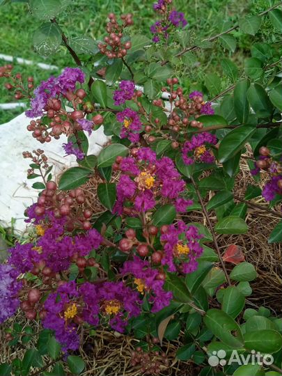 Лагерстремия (индийская сирень)