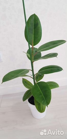 Шривериана,Голден Принцесс,Т 33