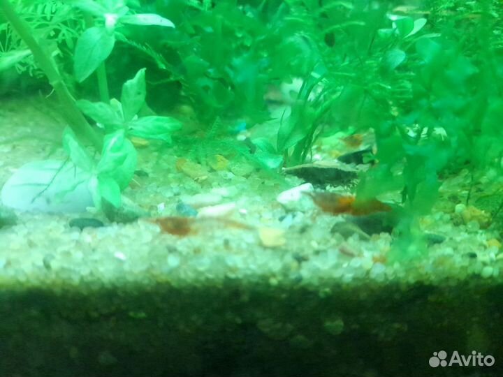 Креветка аквариумная вишня неокаридина