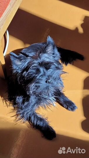 Домашние животные собаки