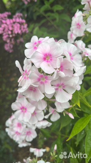 Флокс метельчатый