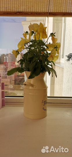 Анютины глазки в красивом кашпо