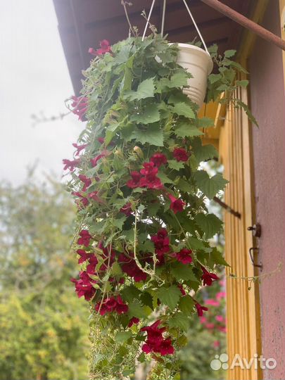 Лофос в кашпо