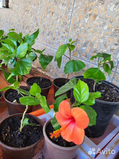 Гибискус китайская роза