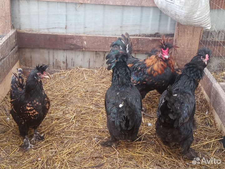 Петухи и курицы