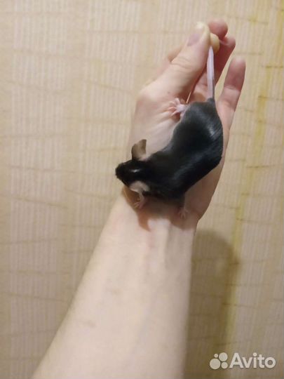 Мышки