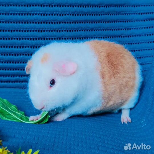 Морские свинки Американский тедди малыш