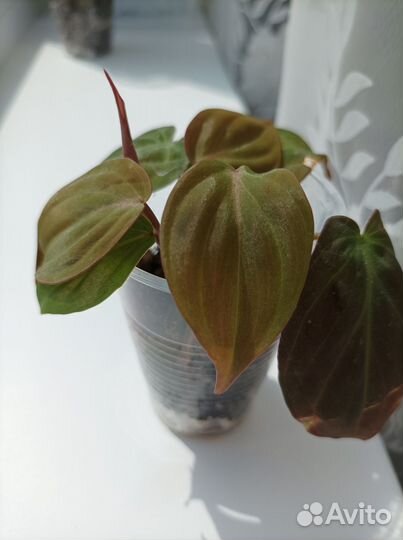 Филодендрон Миканс