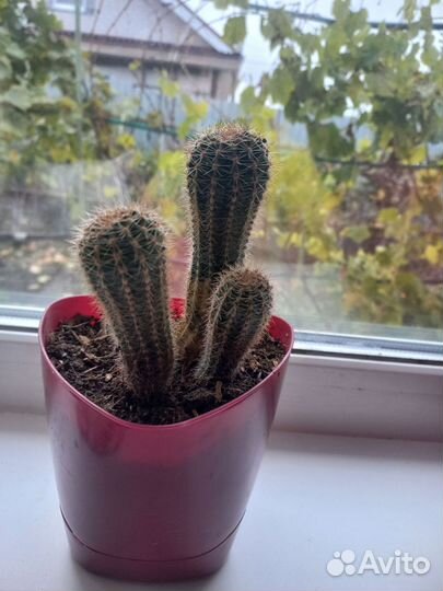Кактусы 8-12см с горшком