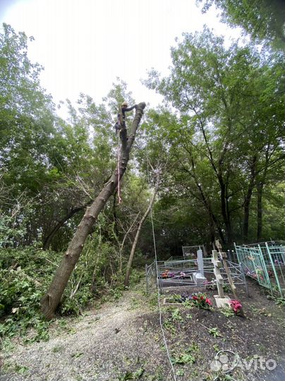 Спил деревьев