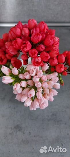 Герань пеларгония тюльпановидная Emma Fran Bengtsb