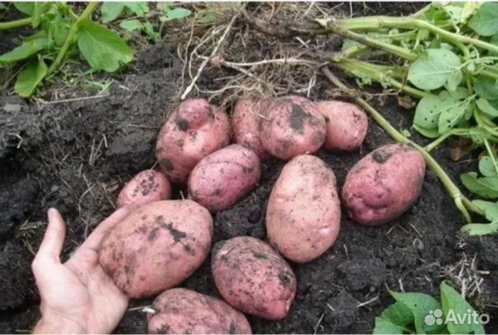 Продам картофель