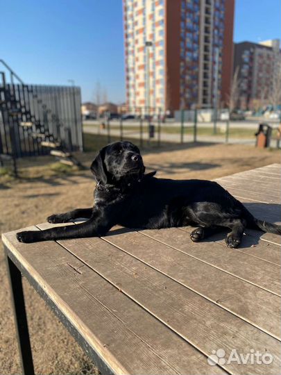 Рокки ищет семью