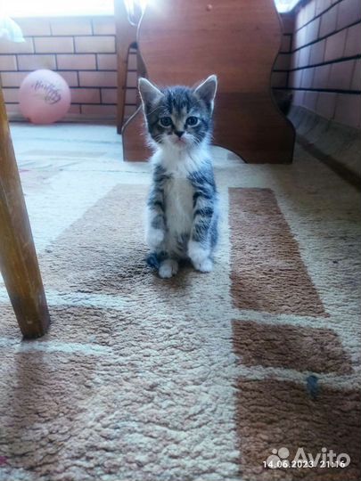 Котята турецкой ангоры