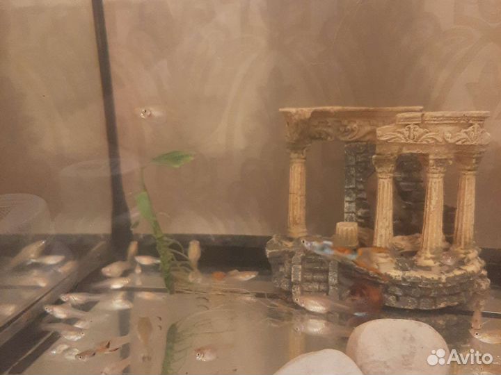 Аквариумные рыбки отдам бесплатно